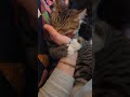Adorable cat falls asleep while cuddling owner