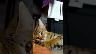 Savannah Cat - A First Generation Hybrid Kitten by F1 Savannah Kittens 1,051 views 2 years ago 1 minute, 1 second