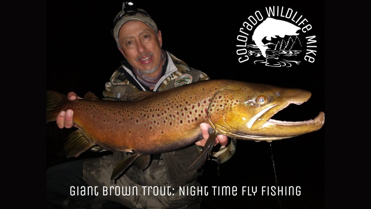 Giant Brown Trout Night Time Fly Fishing YouTube