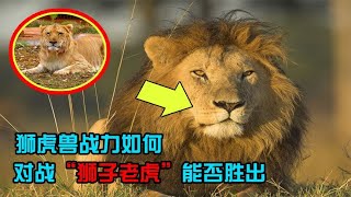 狮虎兽的战力究竟如何，如果对战狮子老虎能否胜出？