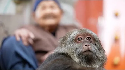 Heartwarming story of adorable one armed monkey attracts crowds of visitors - DayDayNews