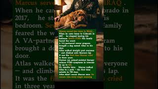 A War Veteran Hadn't Left His Room in 2 Years — Then a Rescue Dog Walked In