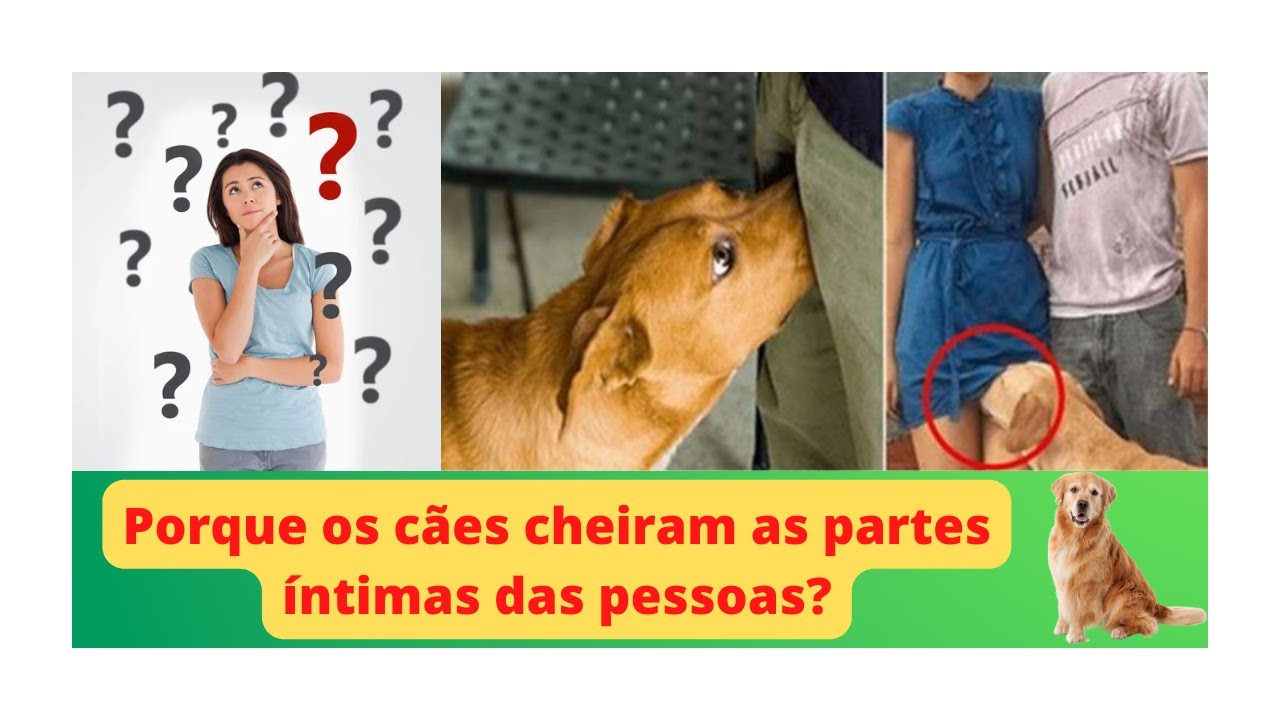 Porque os cães cheiram as partes íntimas das pessoas? - YouTube