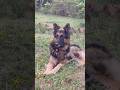 इस dog को देखकर पता चलेगा कि dogs भी intelligent हैं #shorts #doglover #trending