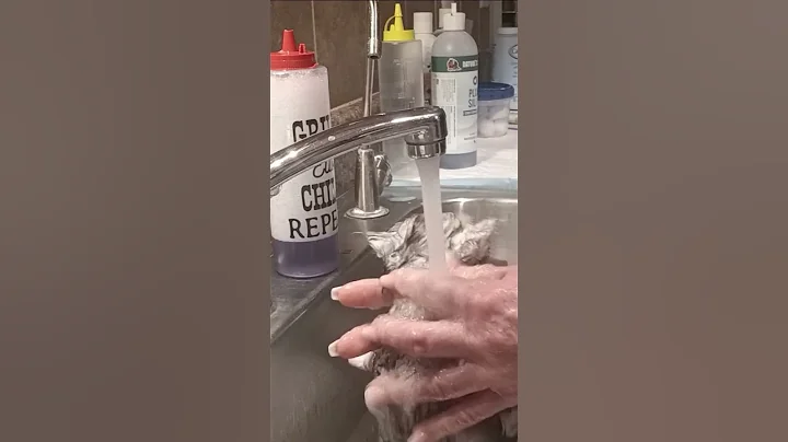 Watch the video about Persian Kitten Bath Oceanpurrz Silver Persians