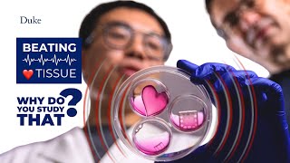 Engineering Heart Tissue | Why Do You Study That?