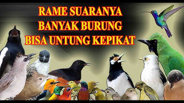 Ini Joss Suara Pikat Burung Liar Paling Ampuh mp3