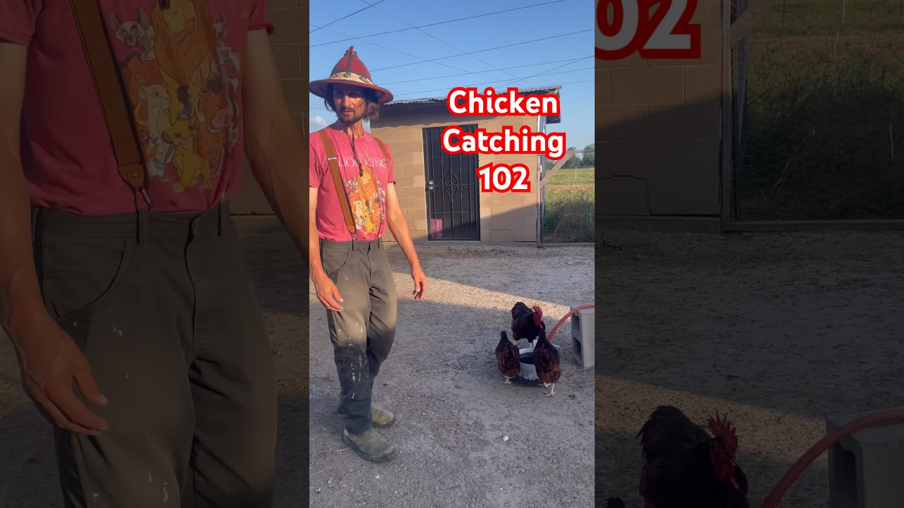 How to Catch a Chicken