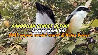 Download Lagu Panggilan Khas Cendet Betina Suara Alam Liar Ampuh Buat Rangsangan Cendet MP3