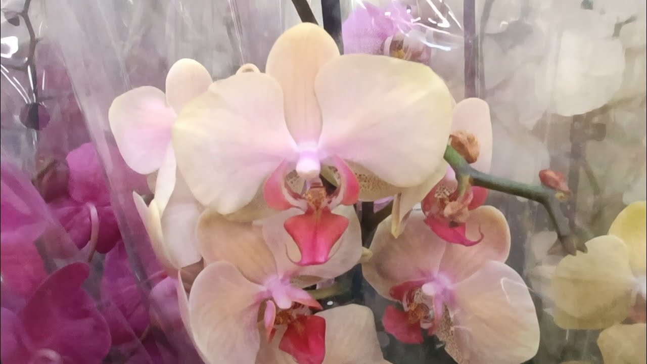 06.05.23.Прогулка по Леруа Мерлен на пр.Культуры. СПб. - YouTube