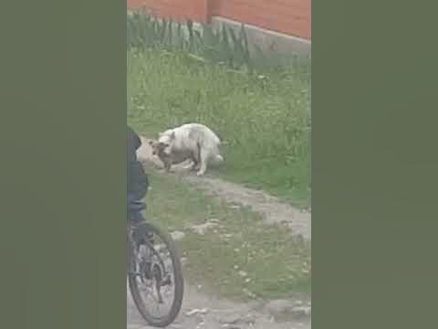 Собаки ебутса - YouTube