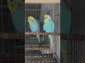 #viral #birds #video #pets #blackfacebudgie #youtubeshorts #cockatiel #parrot