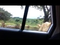 Hii Video Fupi Imeniogopesha Sana, Iwafikie Wote Wanaokwenda Mbuga Za Wanyama Na Kujiamini Ndani Ya