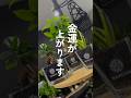 【金運があがる観葉植物】置き場所もチェック✓﻿#観葉植物 #植物 #植物好きな人と繋がりたい #風水 #金運