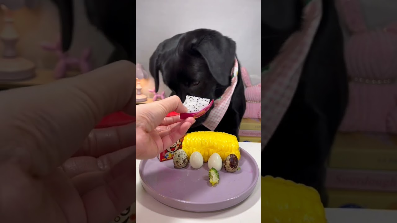 Smart Dog Tries Sushi! 🍣 His Reaction is INSANE! 😂