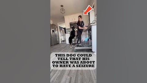 How This Dog Saved His Owner from a Seizure!