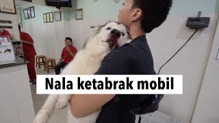 NALA ketabrak mobil ....