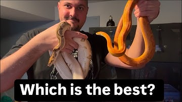 Ball Python Vs Corn Snake: Which is the Best First Pet Snake?