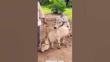 Punganuru cows Meeting #miniature Punganuru Cow