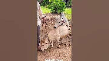 Punganuru Cows Meeting Miniature Punganuru Cow S Ancient Indian Brahman Breed Cows 