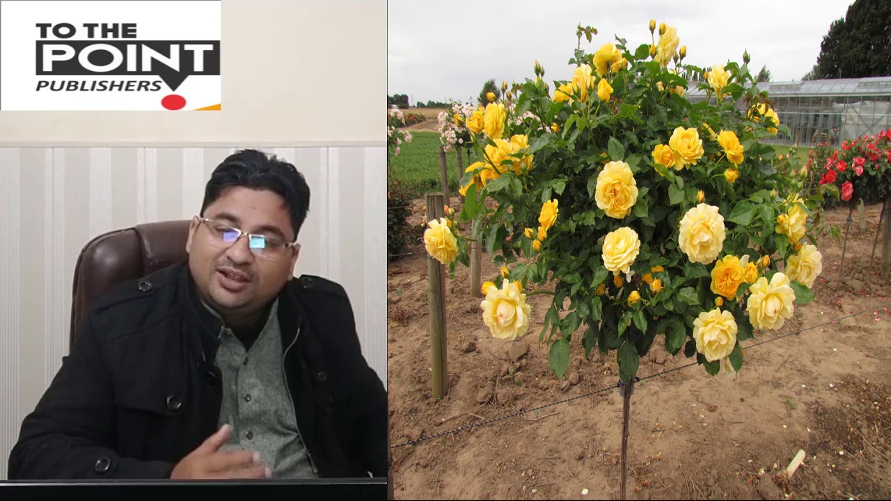 Nighingale And The Rose In Urdu Hindi Youtube Nighingale And The Rose In Urdu Hindi Youtube