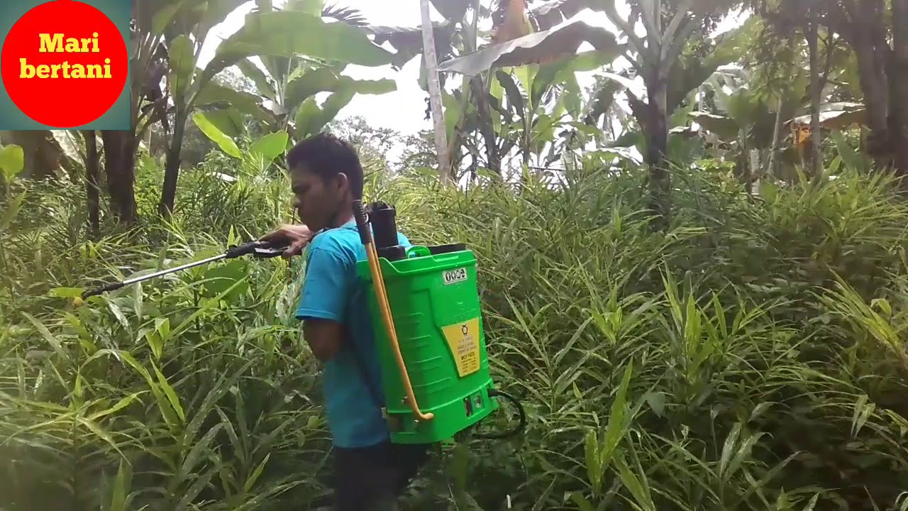 Cara membasmi penyakit penggerek batang pada tanaman jahe