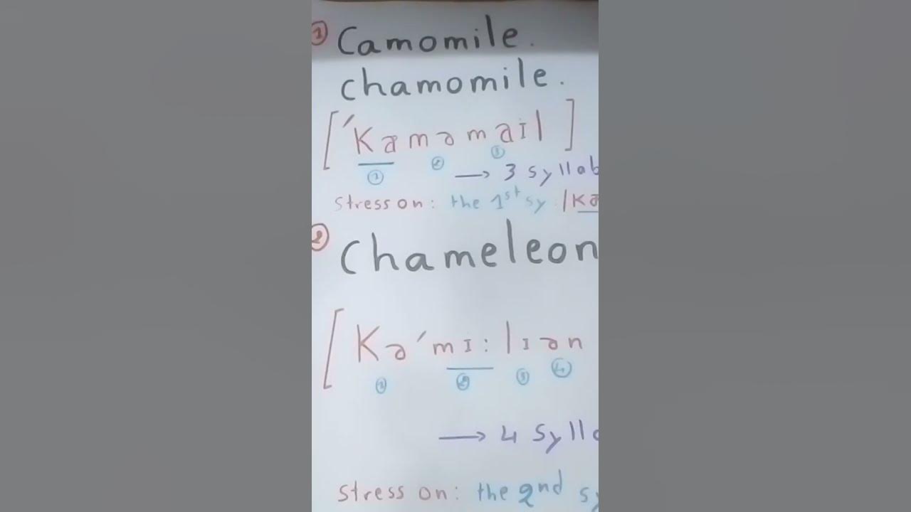 How to pronounce chamomile and chameleon - YouTube
