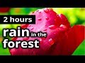 RAIN Sounds - Rain in the Forest on a Summer Day - RAIN and SLEEP SOUNDS for Sleep, Relaxation