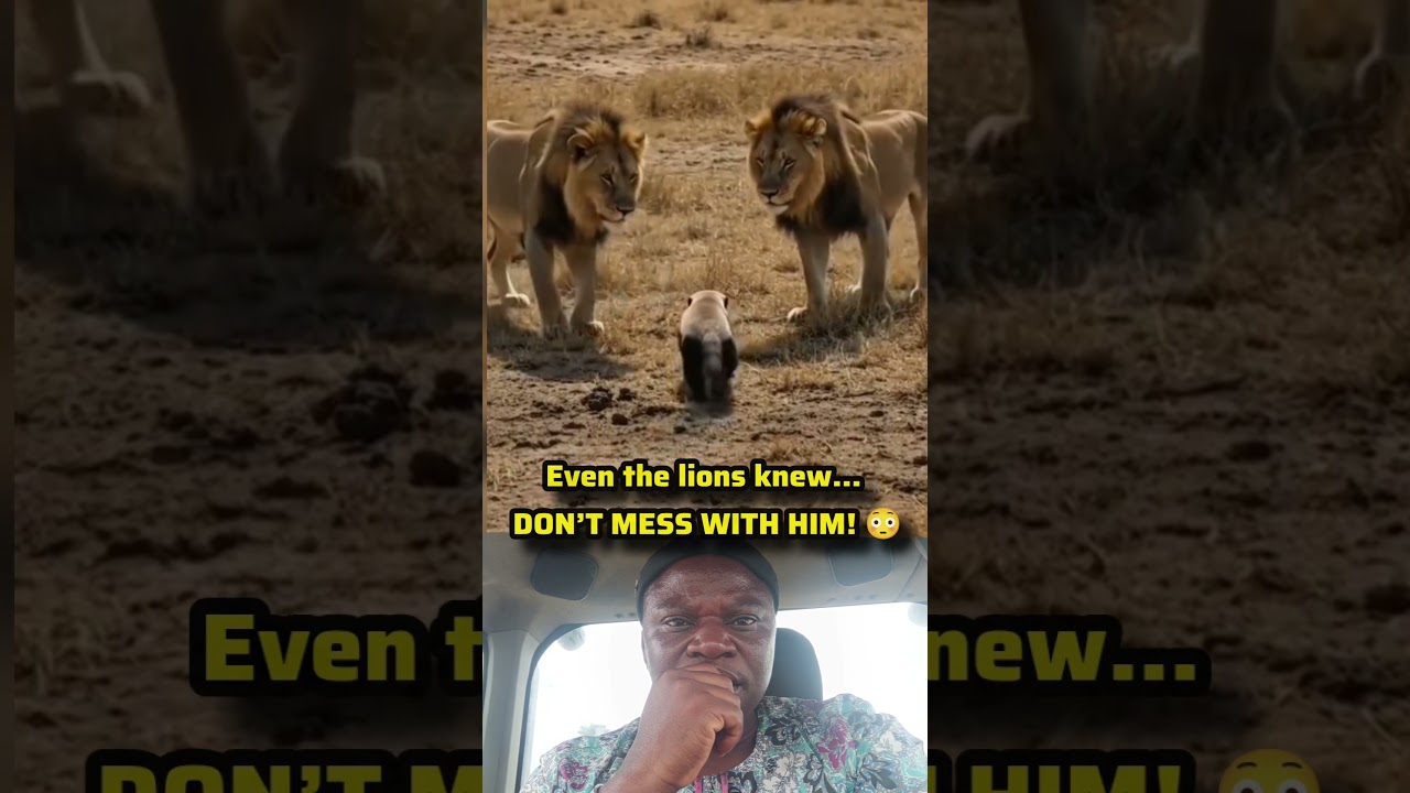Honey Badger Walks Past TWO Lions Like They’re Nothing! 🦡🦁 #shorts #funny #wildlife #animals #lion