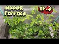 Growing hot peppers indoors  ep 4  flower time