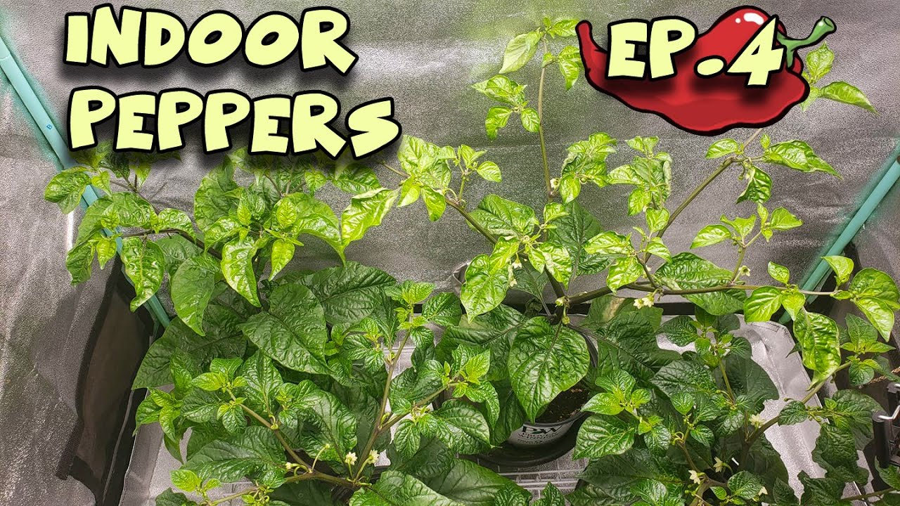 Growing HOT PEPPERS Indoors Ep 4 FLOWER TIME! YouTube