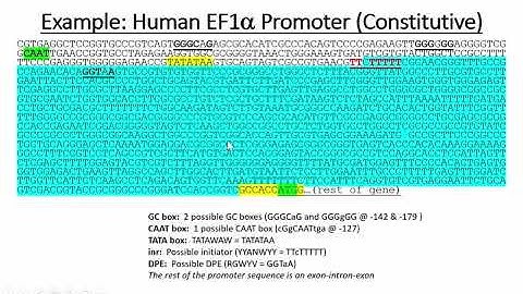 Designing PCR Primers for Restriction Enzyme-mediated Cloning