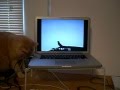 Cat Watches Bird Video