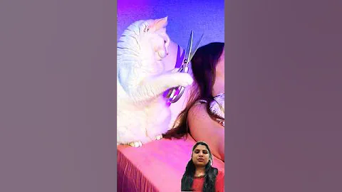 Video 11599101: cut cat funny