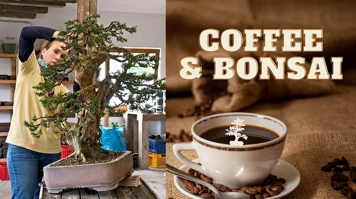 Bonsai & Coffee with Jennifer Price | The Bonsai S...