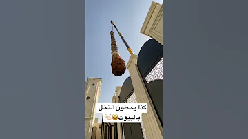 طريقة زرع النخل ف البيوت 