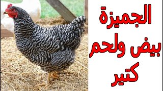 تربية الدجاج الجميزة بالطريقة الصحيحة عشان يرمي أوزان عالية ويبيض كتير على عمر صغير بدون تكاليف وتعب