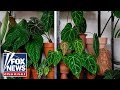 &#39;STOP THE DOOM-MONGERING&#39;: WaPo article blasted for claiming house plants hurt climate