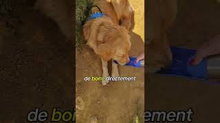 Le plus important pour ton chien en balade 😉