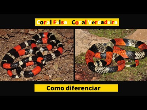 Vídeo: Cobra Coral Verdadeira Ou Falsa: Vale A Pena O Risco? Relato De Caso Micrurus Corallinus