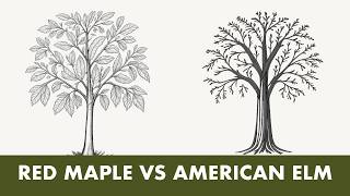 Hardwood Tree Species compared: Red Maple and American Elm