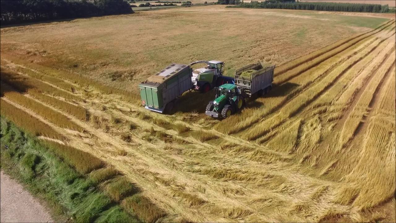 Ribbehøst af vårbyg | Kirkeby Maskinstation |
