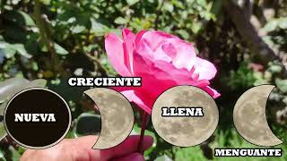 FASES lunares para ROSAS Y ROSALES, trasplante, injerto, acodos, podas, Rosales ESPECTACULARES