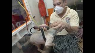 Pomeranian full Grooming with bath, ear cleaning, cutting nails & body spray | Ms MDM Entertainment