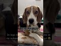 Sach me 1 mahina ho gya kya? 🐶#mowgli #beaglepuppy #petparent #doglove #beagles