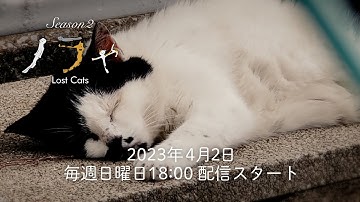 予告#016「ノラや Lost Cats Season2」 2023年4月2日18:00配信スタート!!