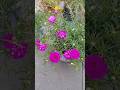 Natural life looking at this bloom Portulaca flower beautiful #shorts #plants #diy #flowers