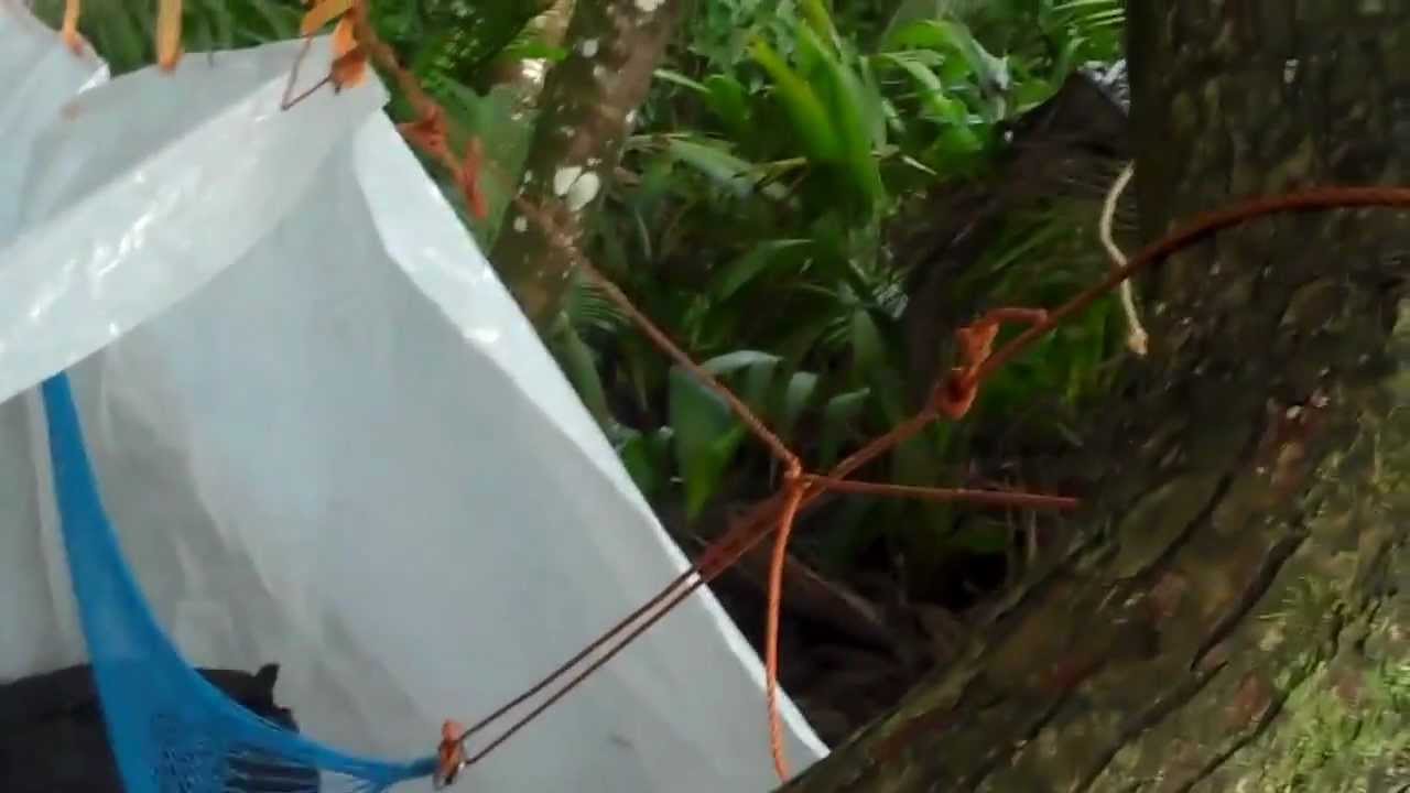 TTFNC Camp Grande Tacarib Trinidad Field Naturalist Club YouTube