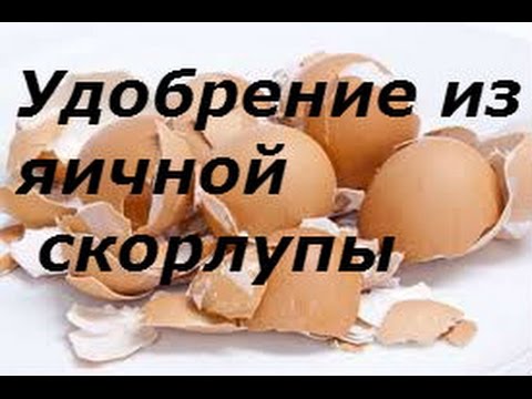 Яичная скорлупа Лучшее удобрение