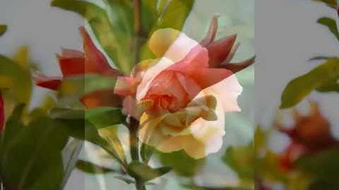 C Real  With or without you  Lyrics